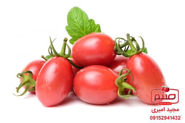 اطلاعاتی درباره گوجه فرنگی زیتونی