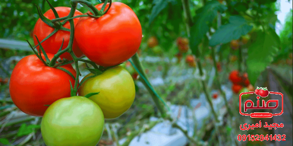 کیفیت انواع گوجه گلخانه ای عمده