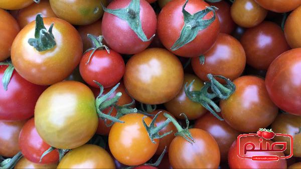 ویژگی گوجه گلخانه ای صادراتی همدان