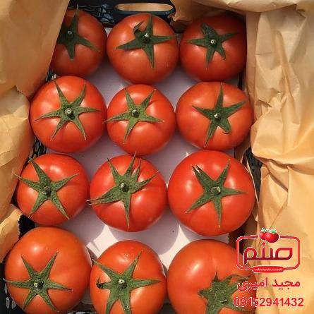فروش ویژه گوجه گلخانه ای صادراتی