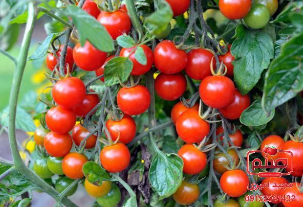 بررسی قیمت انواع گوجه چری زیتونی