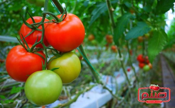 اطلاعاتی درباره گوجه فرنگی گلخانه ای