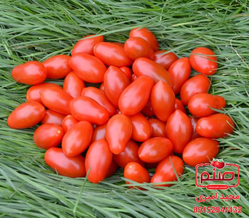 پخش انواع گوجه چری در اصفهان
