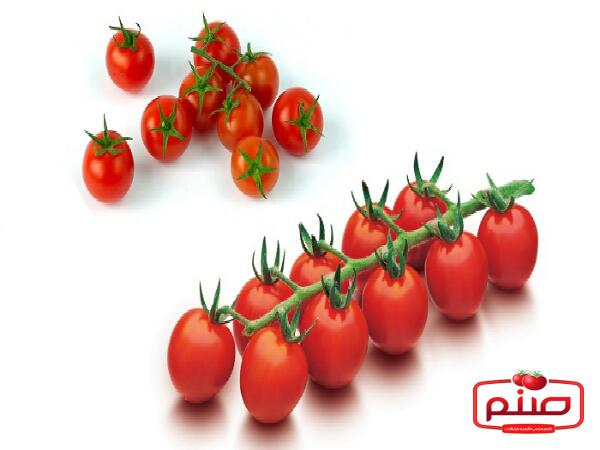 بررسی تخصصی قیمت گوجه زیتونی رابی