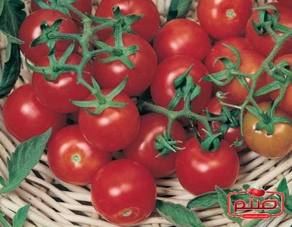 مشخصه گوجه گلخانه ای صادراتی اصفهان