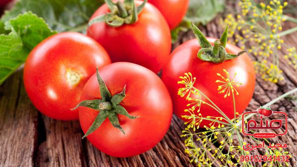 کیفیت انواع گوجه گلخانه ای صادراتی