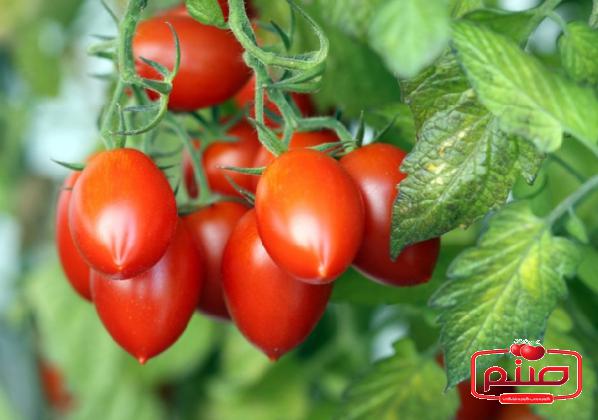 تولیدی گوجه گلخانه ای صادراتی اصفهان