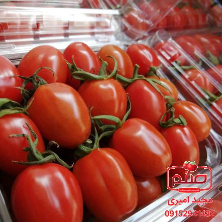 تولید کنندگان گوجه زیتونی صادراتی