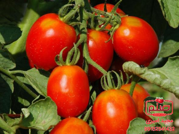 تولید کننده گوجه گلخانه ای صادراتی ارزان