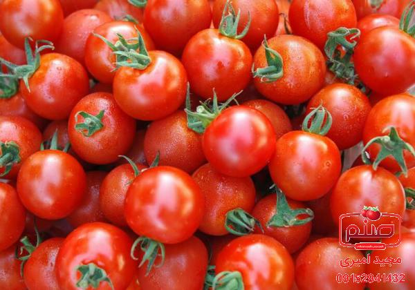 قیمت روز گوجه فرنگی صادراتی