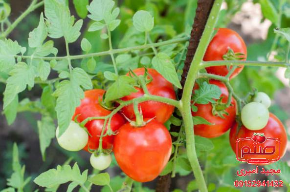 ویژگی گوجه گلخانه ای صادراتی ارزان