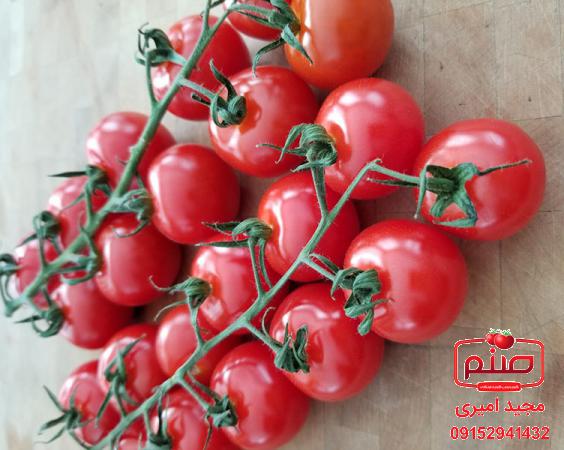 ویژگی گوجه گلخانه ای صادراتی باکیفیت