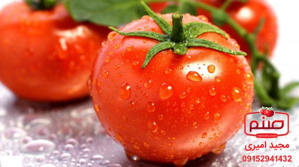 خرید مستقیم گوجه فرنگی صادراتی
