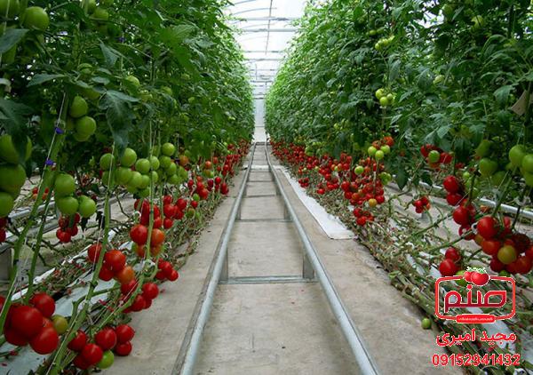 مرکز پخش گوجه گلخانه ای ۴۱۲۹
