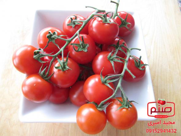 بررسی مشخصات گوجه ارگانیک