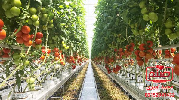 نرخ روز گوجه گلخانه ای صادراتی باکیفیت
