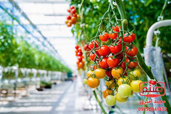 درباره کاشت گوجه گلخانه ای چه می دانید؟