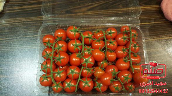 بررسی بازار فروش انواع گوجه گیلاسی مجلسی
