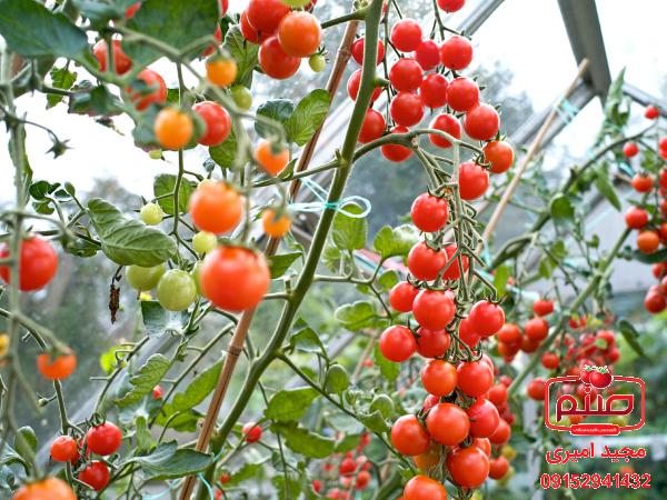 نرخ روز گوجه چری اصفهان