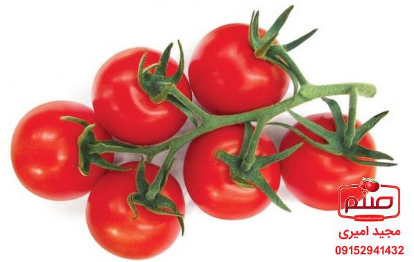 تولید کنندگان گوجه گلخانه ای صادراتی عمده