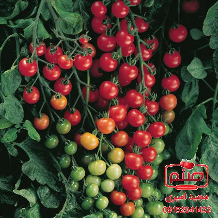 فروش گوجه گلخانه ای صادراتی اصفهان