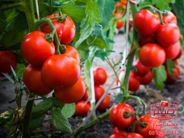 ویژگی های گوجه فرنگی صادراتی