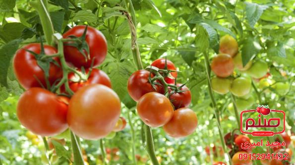 توزیع کنندگان گوجه چری گیلاسی