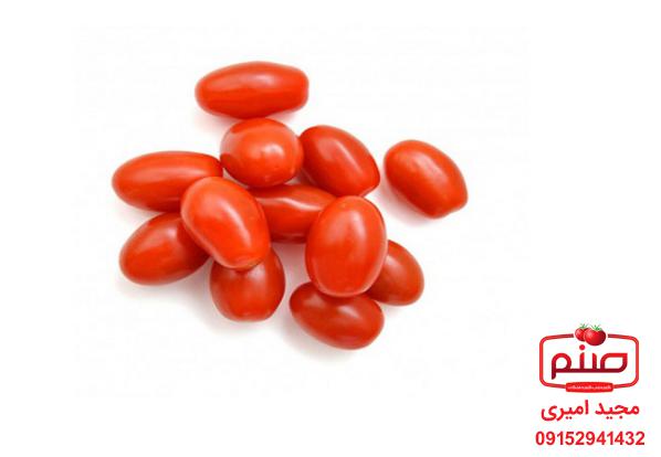 فروش مستقیم گوجه زیتونی صادراتی