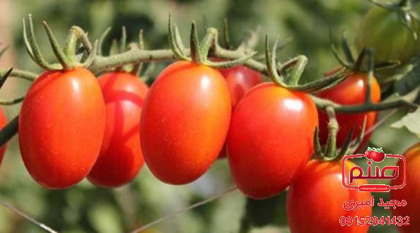 عرضه کنندگان گوجه چری زیتونی
