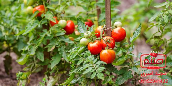 نکاتی مهم درباره گوجه فرنگی