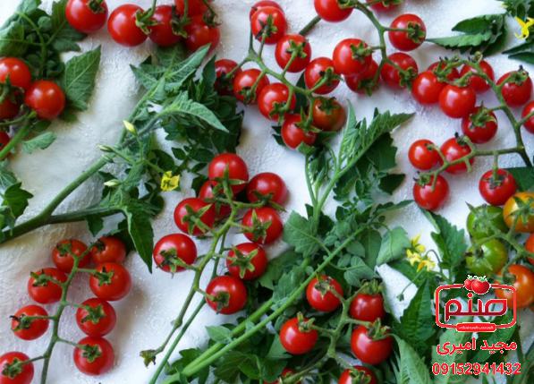 آشنایی با تولیدکنندگان گوجه ریز خوشه ای