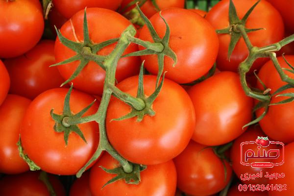 روش های تهیه گوجه گلخانه ای صادراتی
