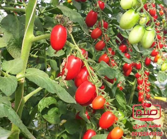 فروش برترین انواع گوجه چری قرمز زیتونی