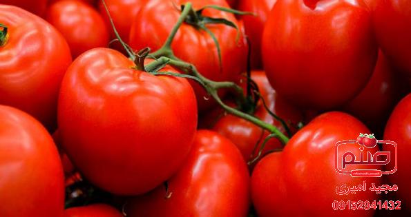 نکاتی خواندنی درباره گوجه فرنگی