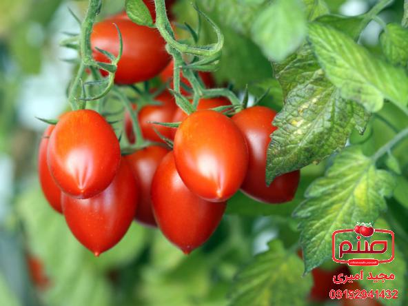 تولید کنندگان گوجه گلخانه ای صادراتی