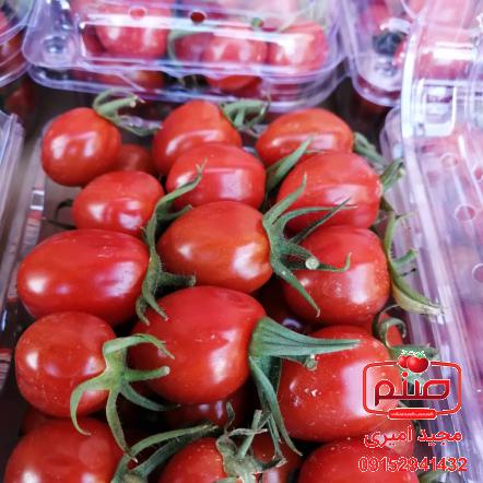 قیمت باورنکردنی انواع گوجه زیتونی گلخانه ای