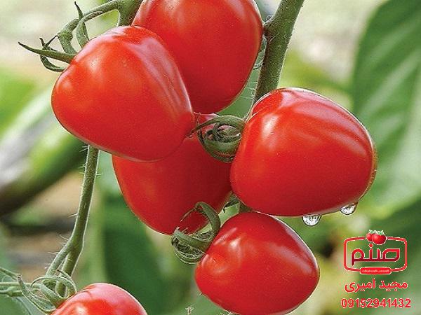 بهترین تولیدکنندگان گوجه گلخانه ای دافنیس