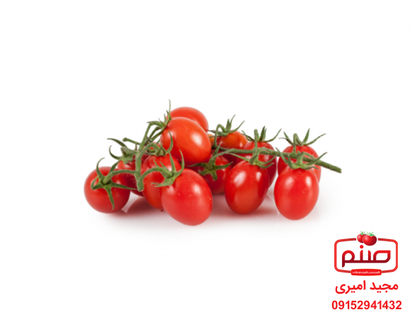 شرکت پخش گوجه زیتونی اصفهان