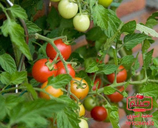 کیفیت انواع گوجه گلخانه ای صادراتی