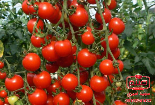 مرکز صادرات گوجه ریز خوشه ای