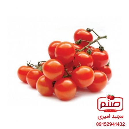 بررسی روش پرورش گوجه فرنگی گیلاسی