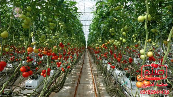مهمترین مشخصه گوجه گلخانه ای دافنیس