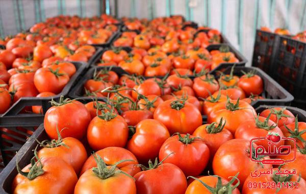 تقویت سیستم ایمنی با گوجه فرنگی
