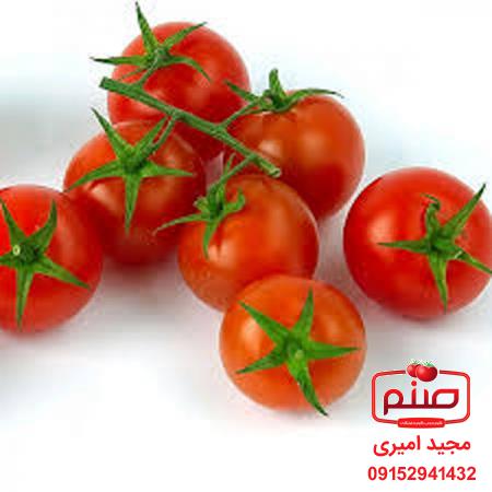 درباره گوجه گلخانه ای چه می دانید؟