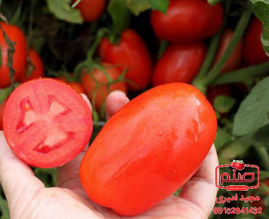فروش ویژه گوجه چری اصفهان