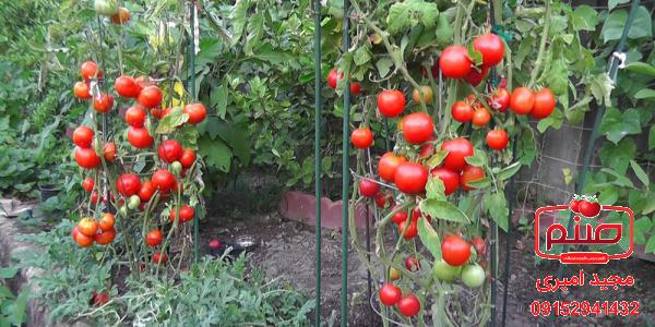 برترین صادرکننده گوجه گیلاسی مجلسی