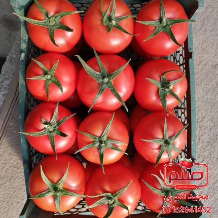 فروشندگان انواع گوجه گلخانه ای 4129