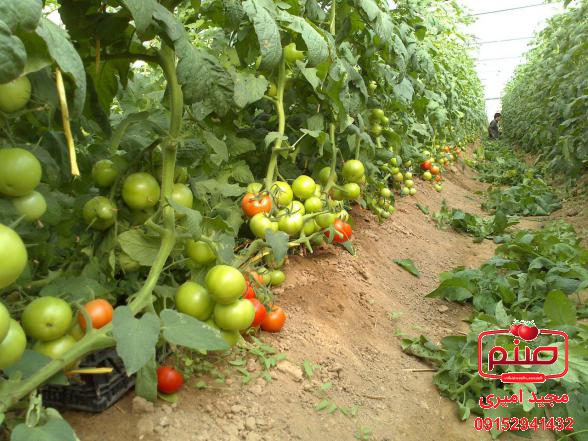 تولید انواع گوجه گلخانه ای 4129
